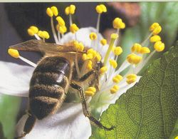 ebelica