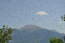 Roj je e v zraku, a se bo matica spustila pod kronjo drevesa in ebele z njo