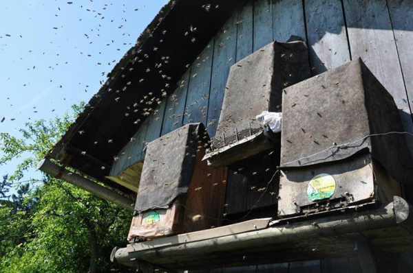 Ko matino reetko v 'lesici' na pokonci postavljenem kranjiu dvignem, gre lahko matica z rojem in roj ogrebem