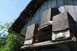 Ko matino reetko v 'lesici' na pokonci postavljenem kranjiu dvignem, gre lahko matica z rojem in roj ogrebem